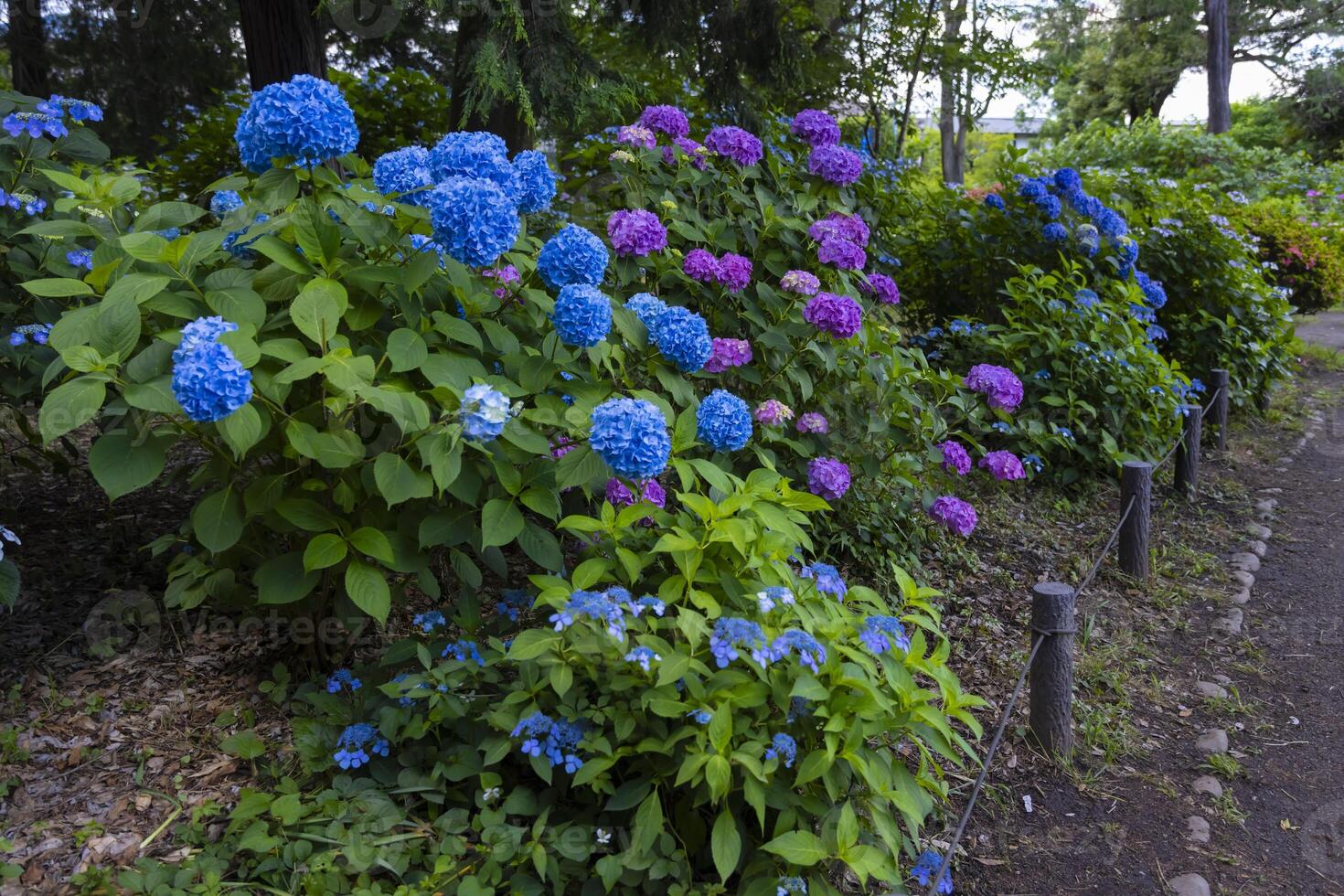 A hydrangea flower at the garden in the public park medium shot photo