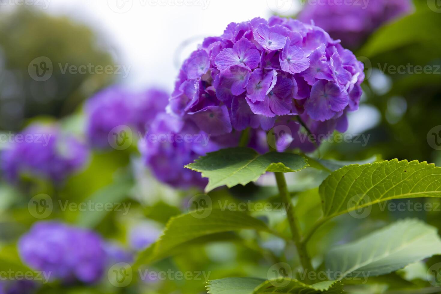 A hydrangea flower at the garden in the public park photo