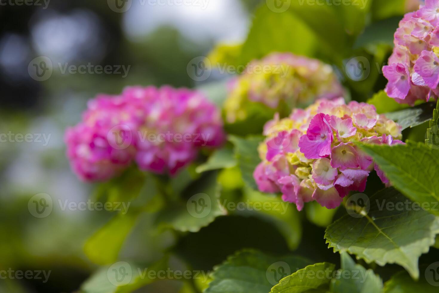 A hydrangea flower at the garden in the public park close up photo