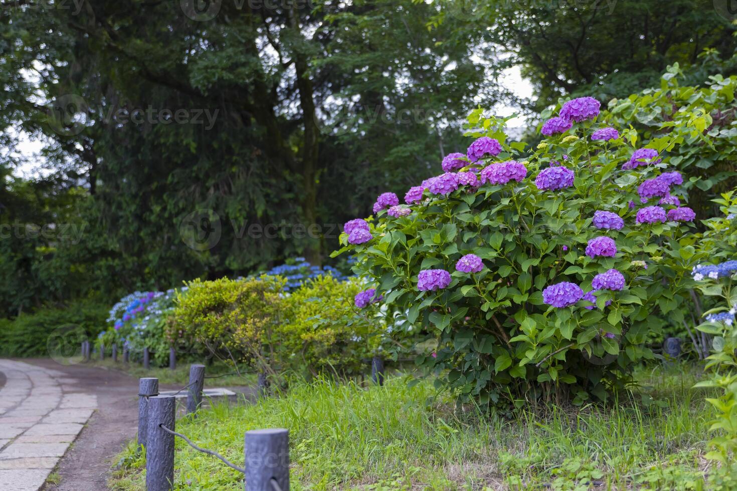 A hydrangea flower at the garden in the public park medium shot photo