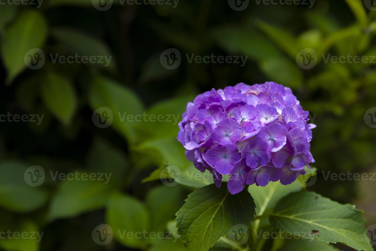 A hydrangea flower at the garden in the public park photo