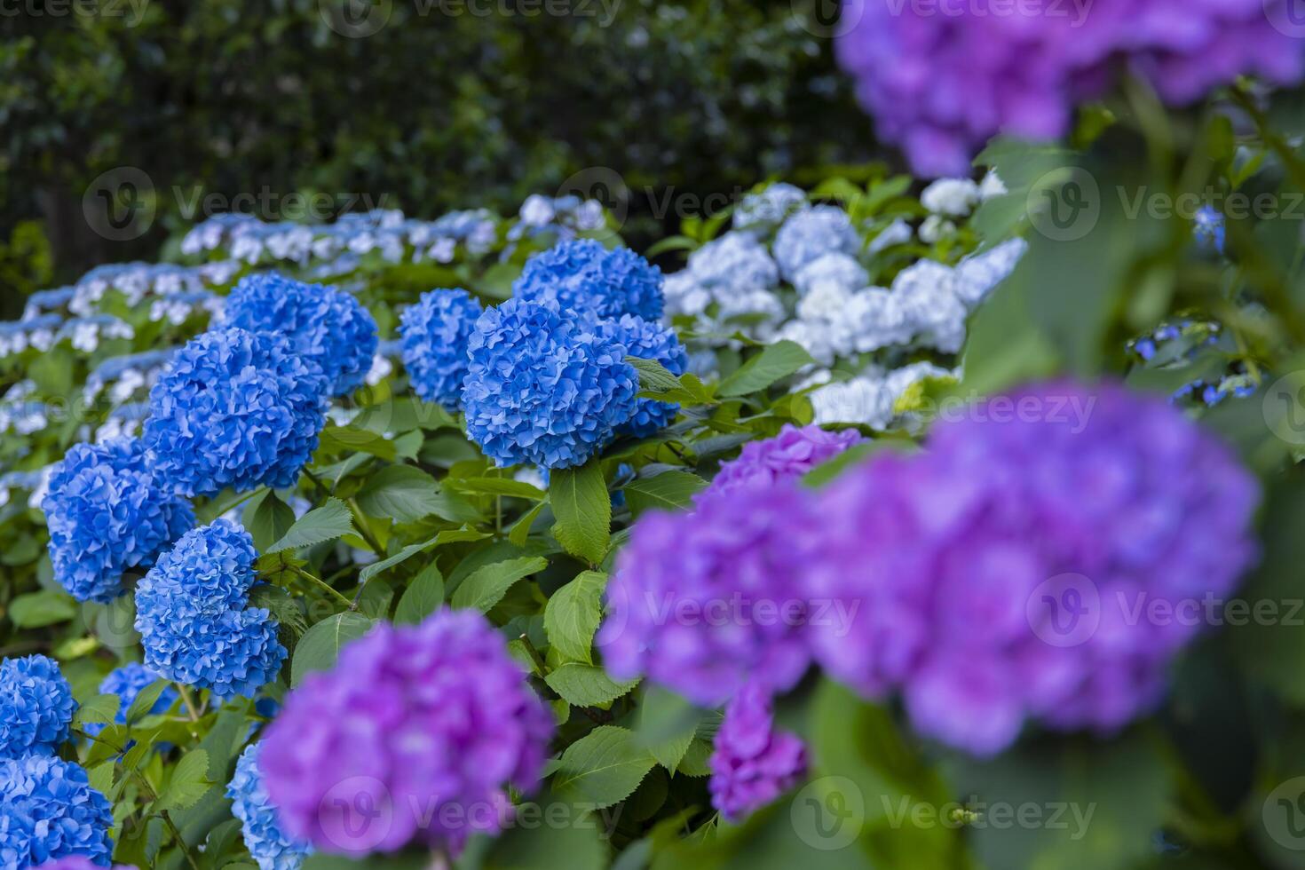 A hydrangea flower at the garden in the public park medium shot front blur photo