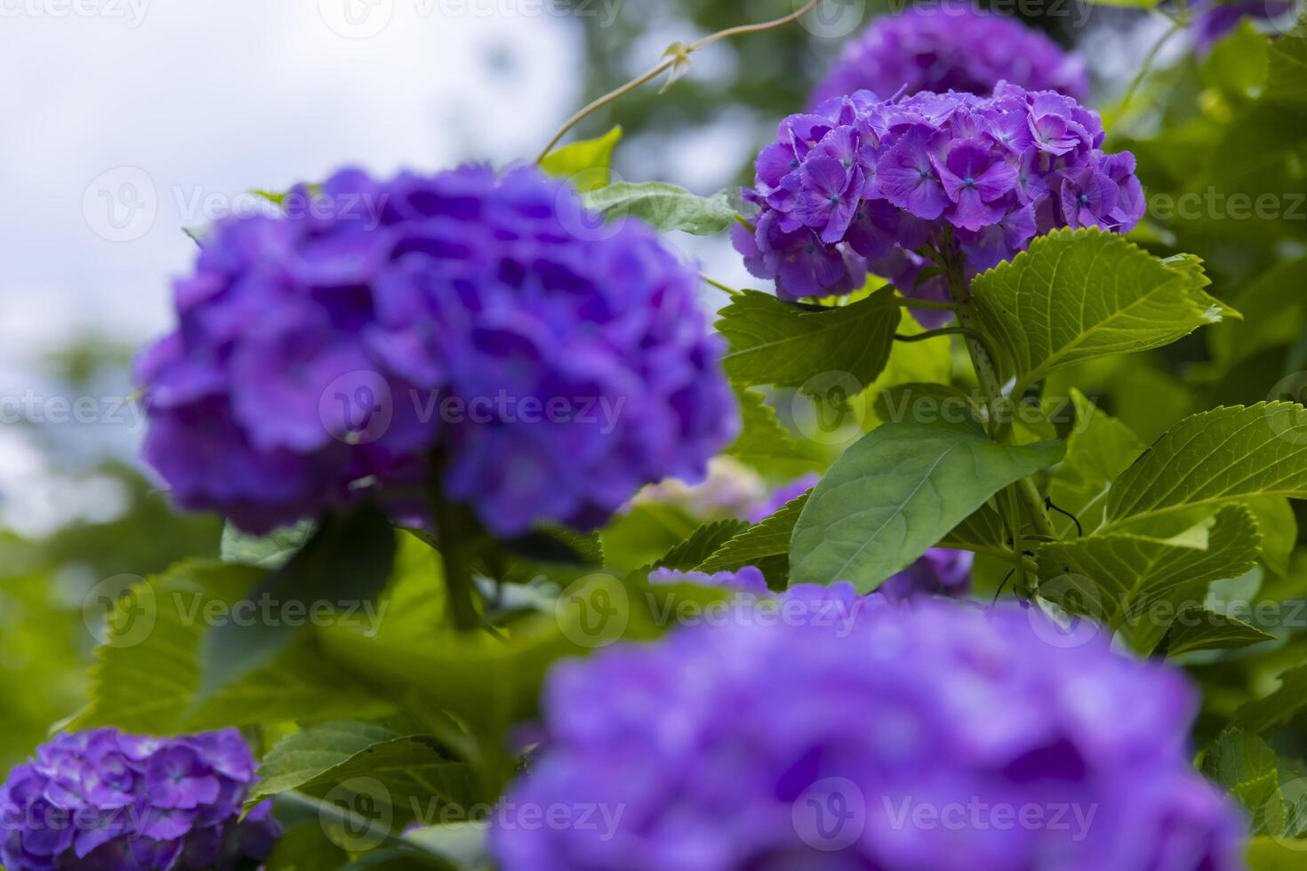 A hydrangea flower at the garden in the public park front blur photo