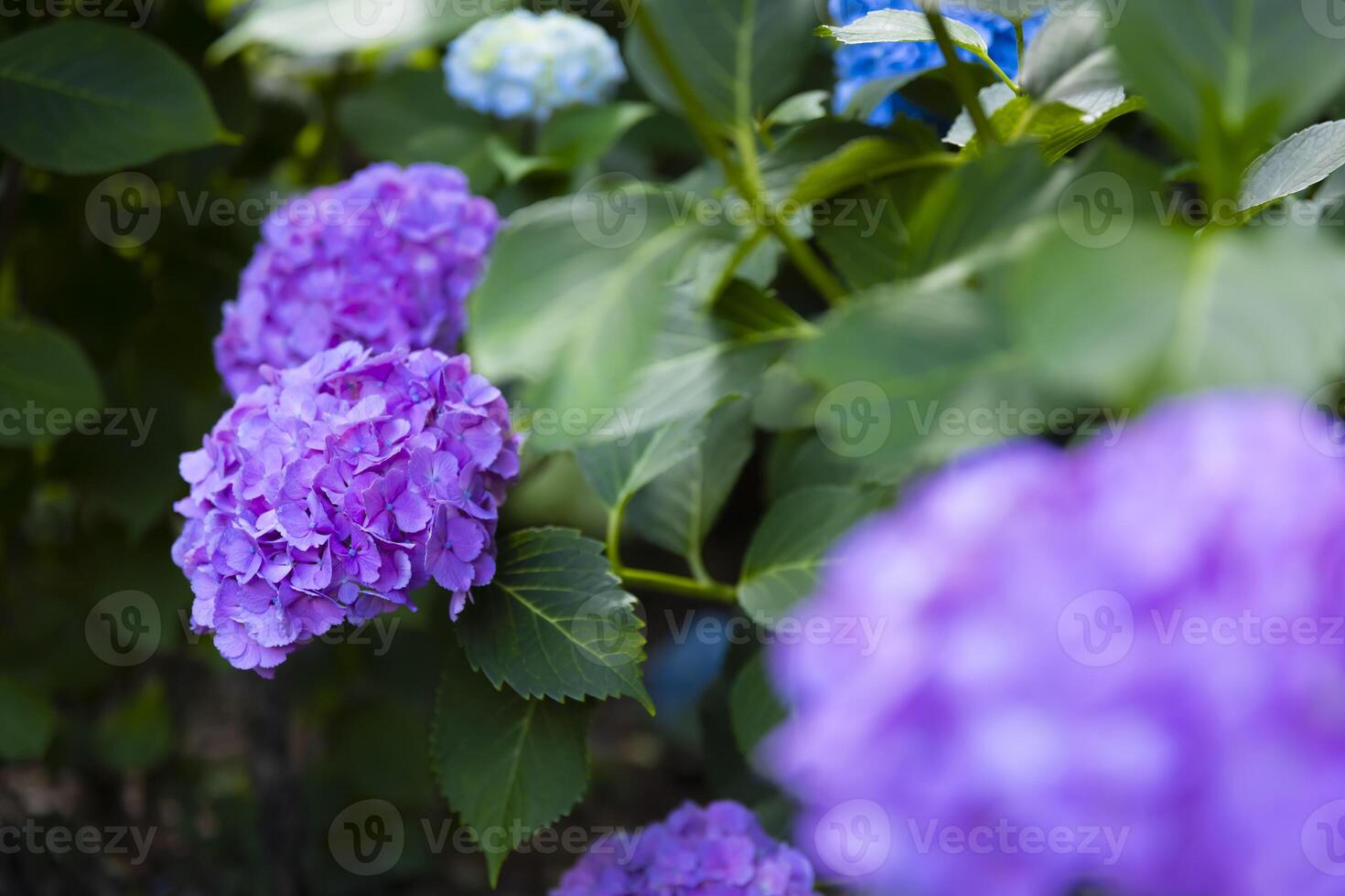 A hydrangea flower at the garden in the public park front blur photo