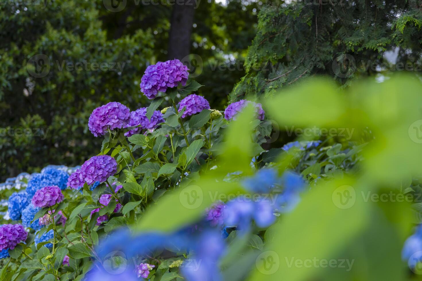 A hydrangea flower at the garden in the public park medium shot front blur photo