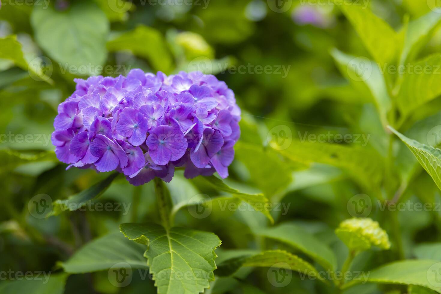 A hydrangea flower at the garden in the public park photo