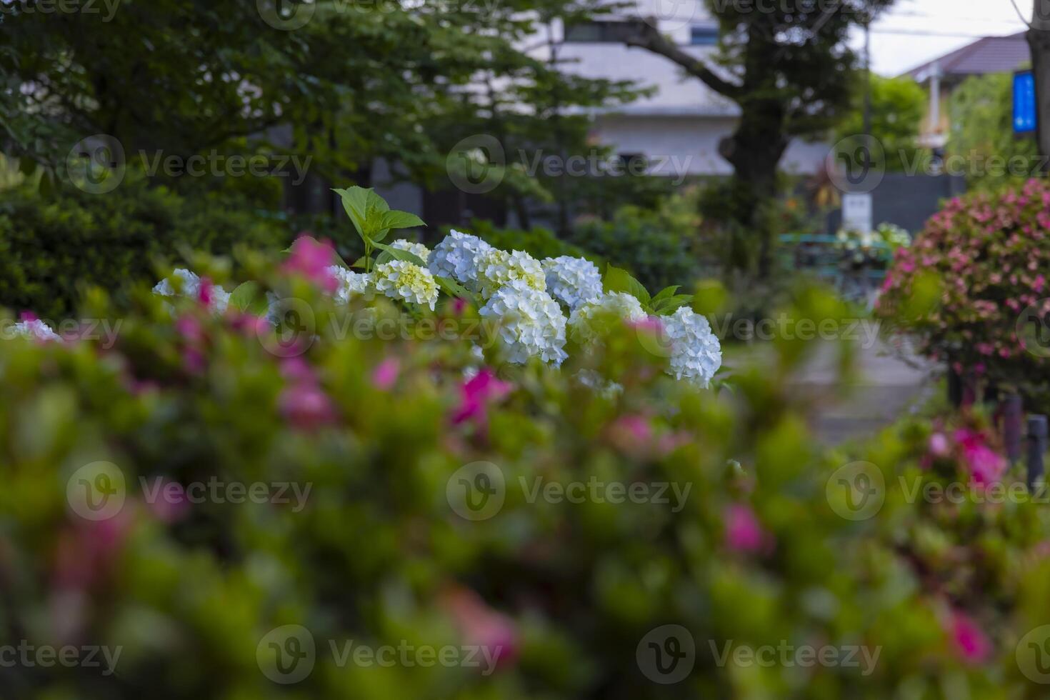 A hydrangea flower at the garden in the public park medium shot front blur photo