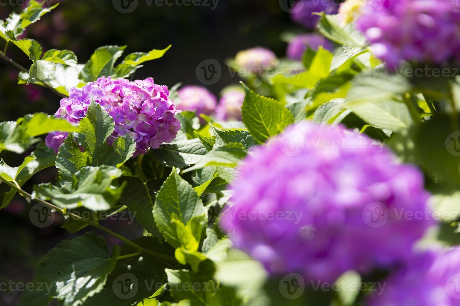 A hydrangea flower at the garden in the public park front blur photo