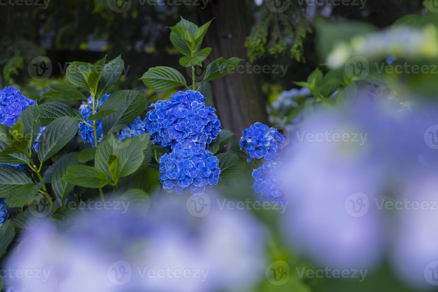 A hydrangea flower at the garden in the public park medium shot front blur photo
