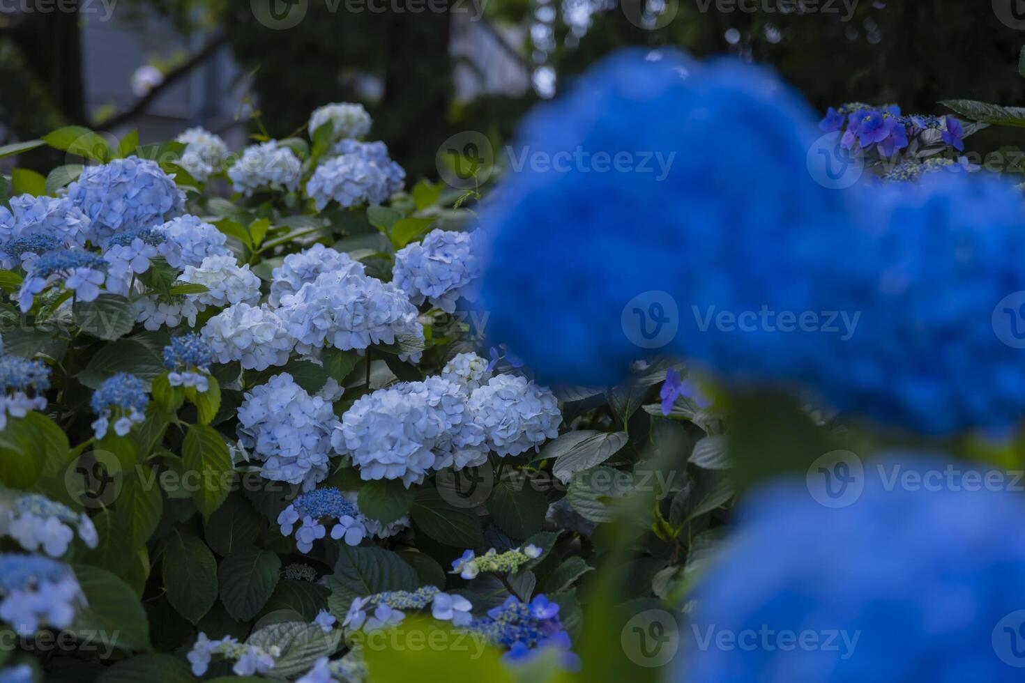 A hydrangea flower at the garden in the public park medium shot front blur photo