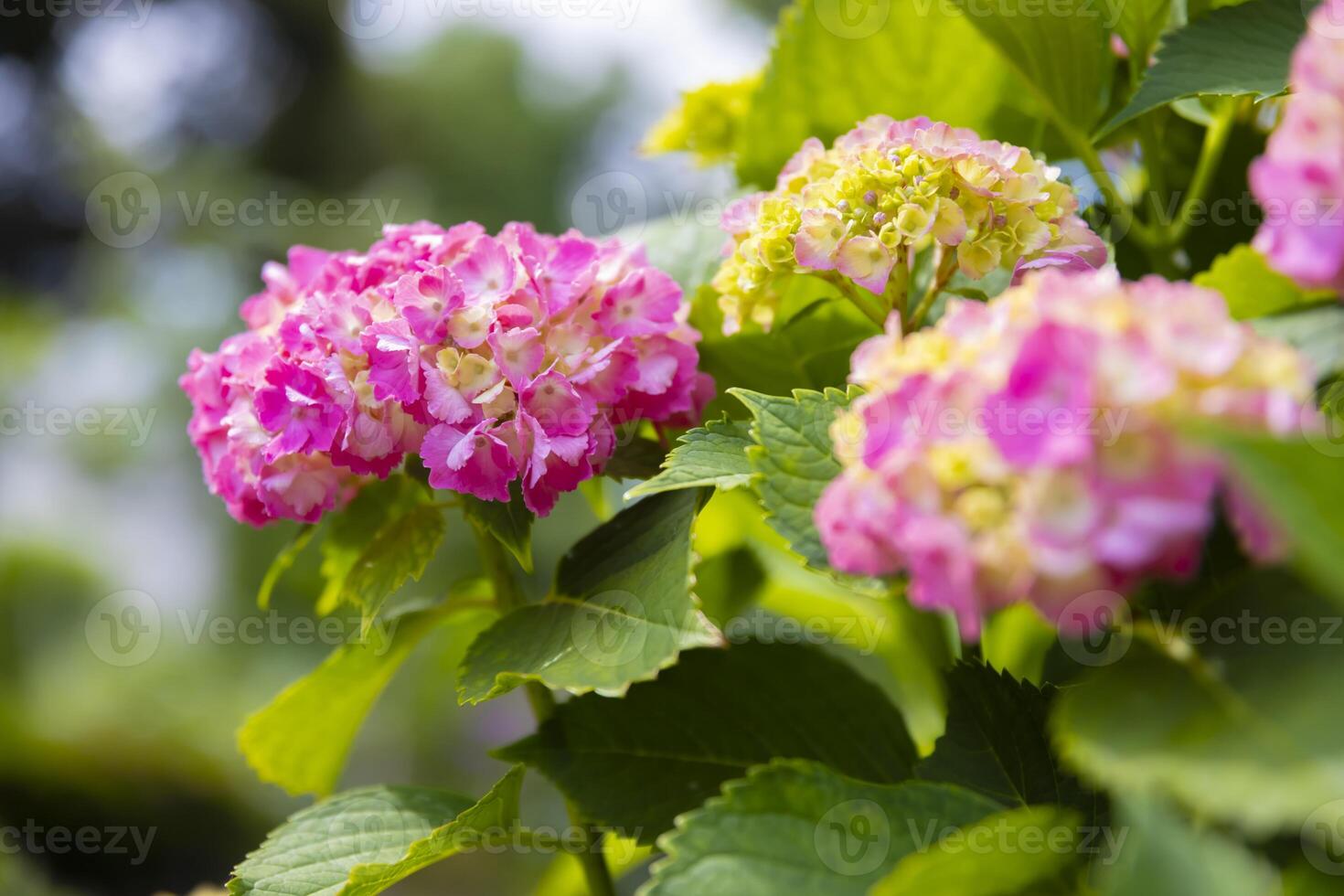 A hydrangea flower at the garden in the public park front blur photo
