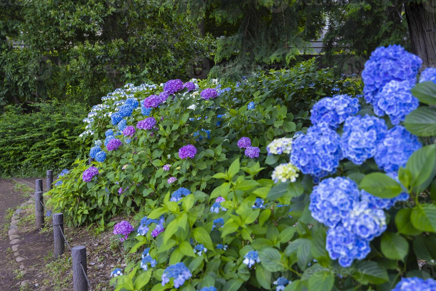 A hydrangea flower at the garden in the public park medium shot front blur photo