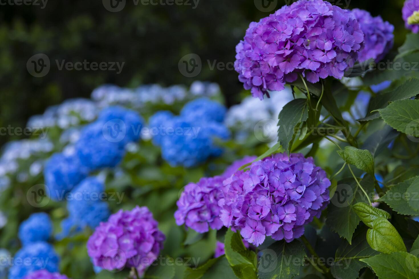A hydrangea flower at the garden in the public park photo