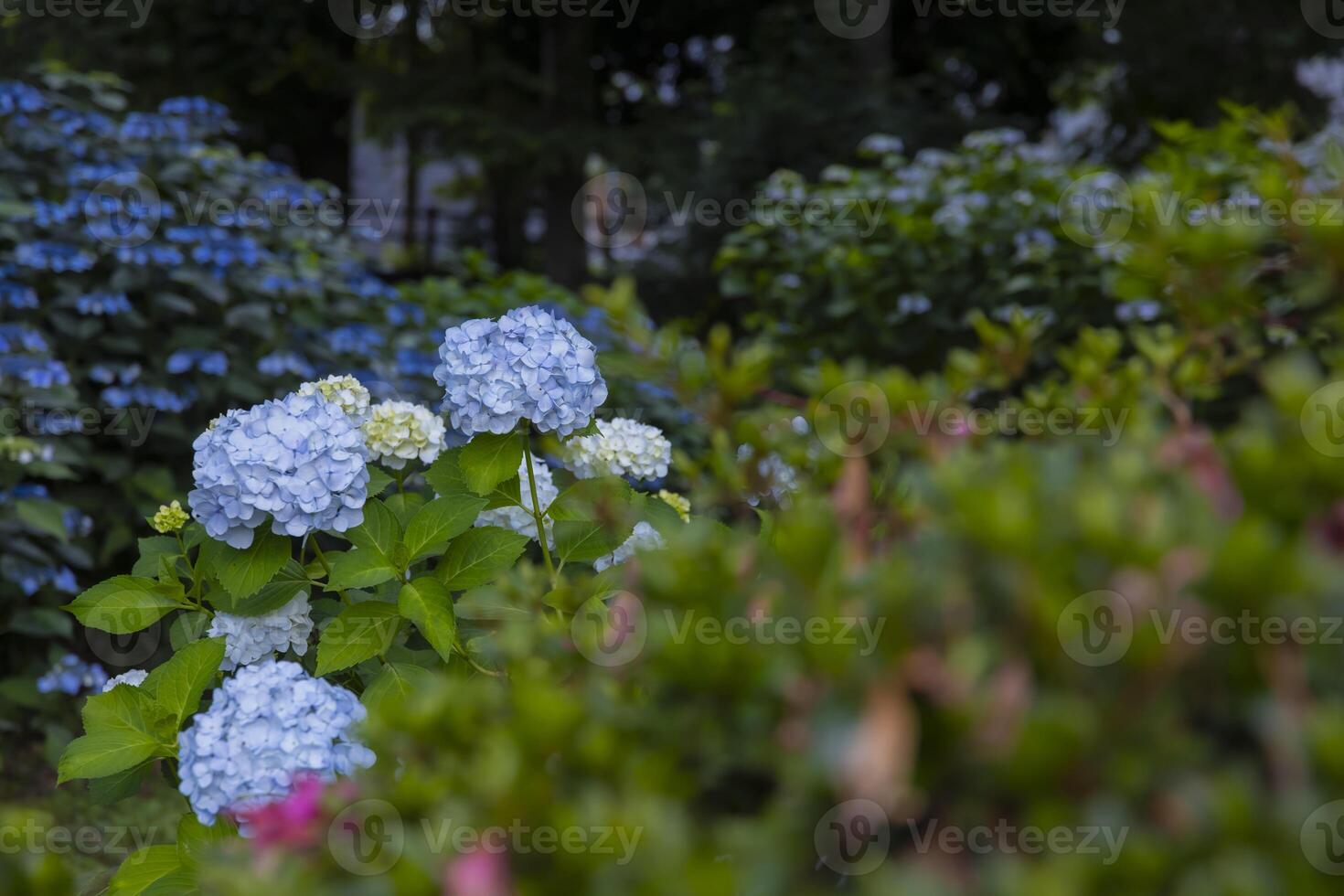 A hydrangea flower at the garden in the public park medium shot front blur photo
