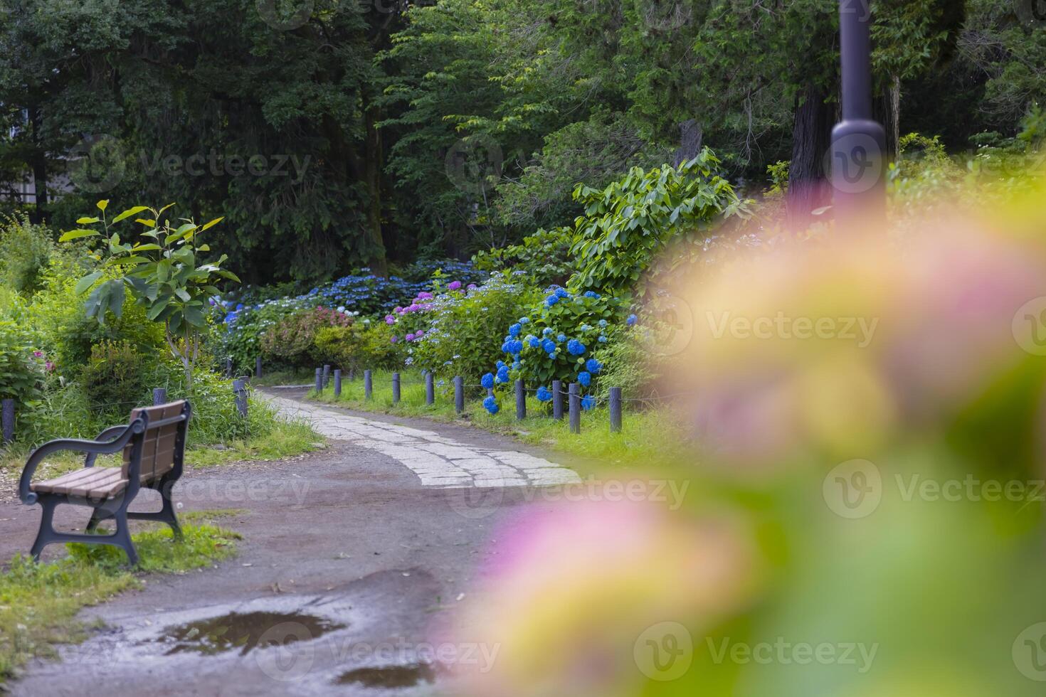 A hydrangea flower at the garden in the public park medium shot front blur photo