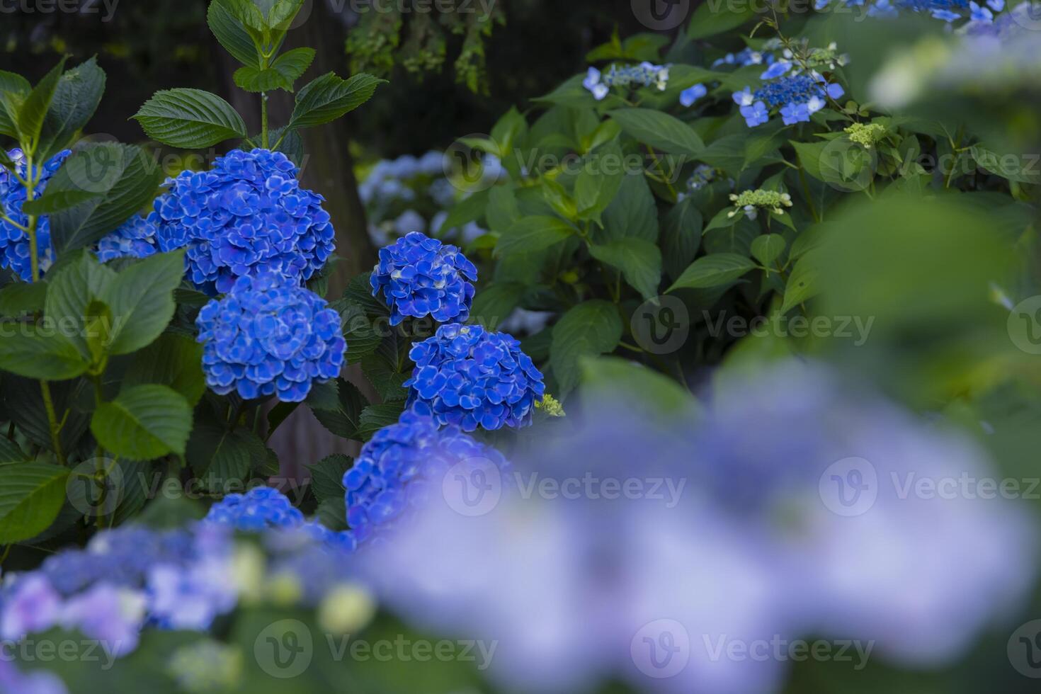 A hydrangea flower at the garden in the public park medium shot front blur photo