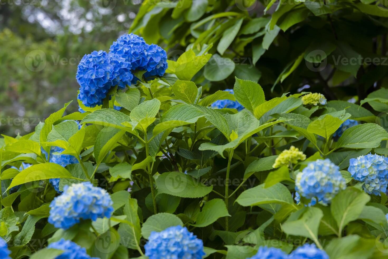 A hydrangea flower at the garden in the public park photo