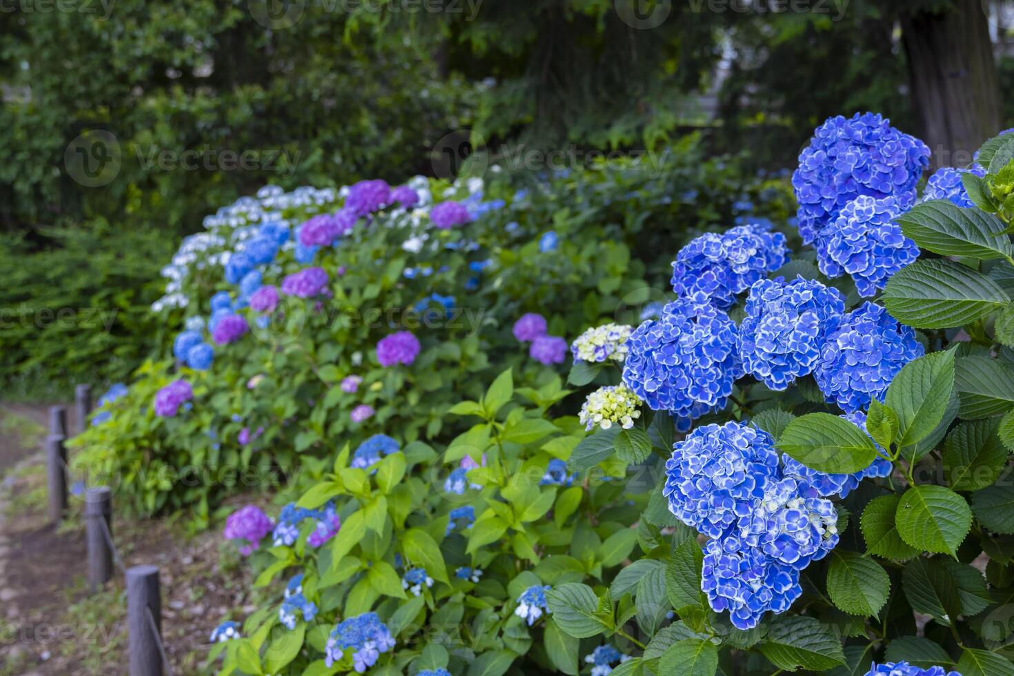 A hydrangea flower at the garden in the public park photo