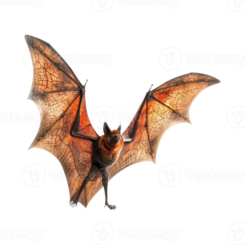 Halloween Flying Bat on Transparent Background png