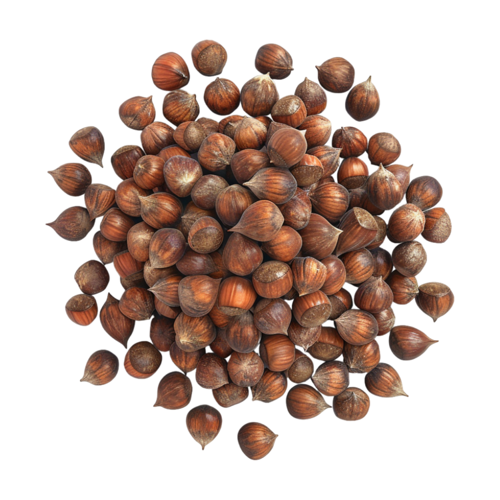 Chestnut on Transparent Background png