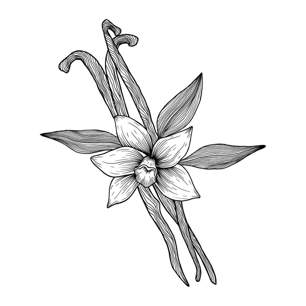 Vanilla flower with pods and leaves. Hand drawn vanilla orchid. Line art illustration of vanilla vector