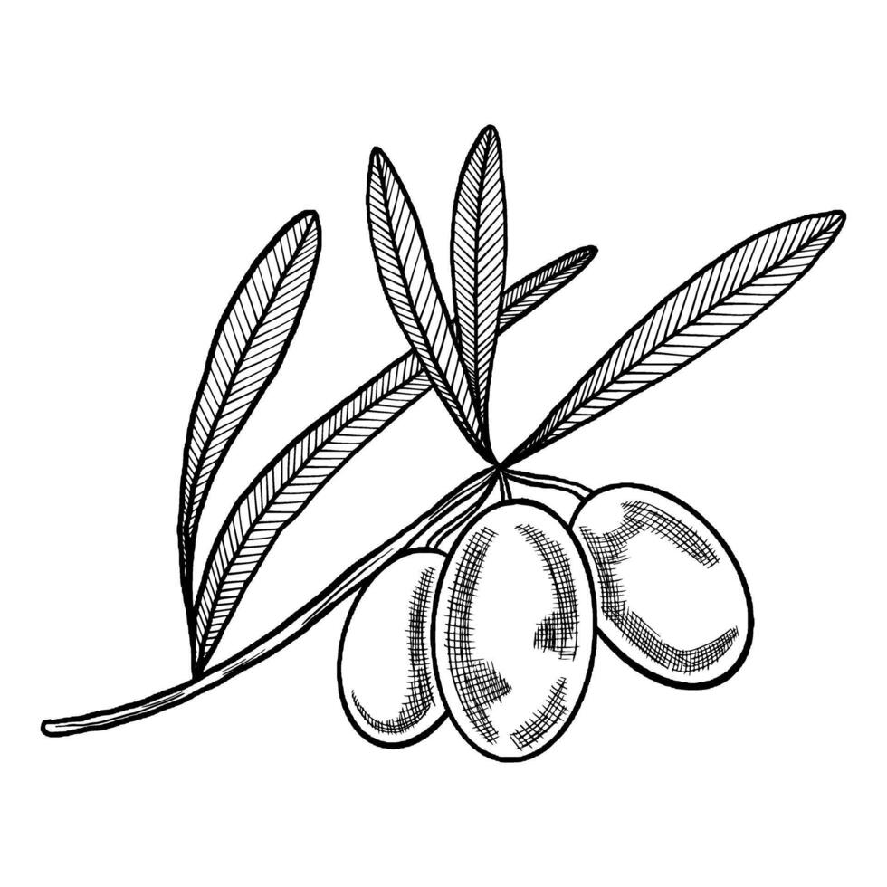 Olive branch with olives and leaves. Hand drawn olive tree. Olive outline drawn in ink vector