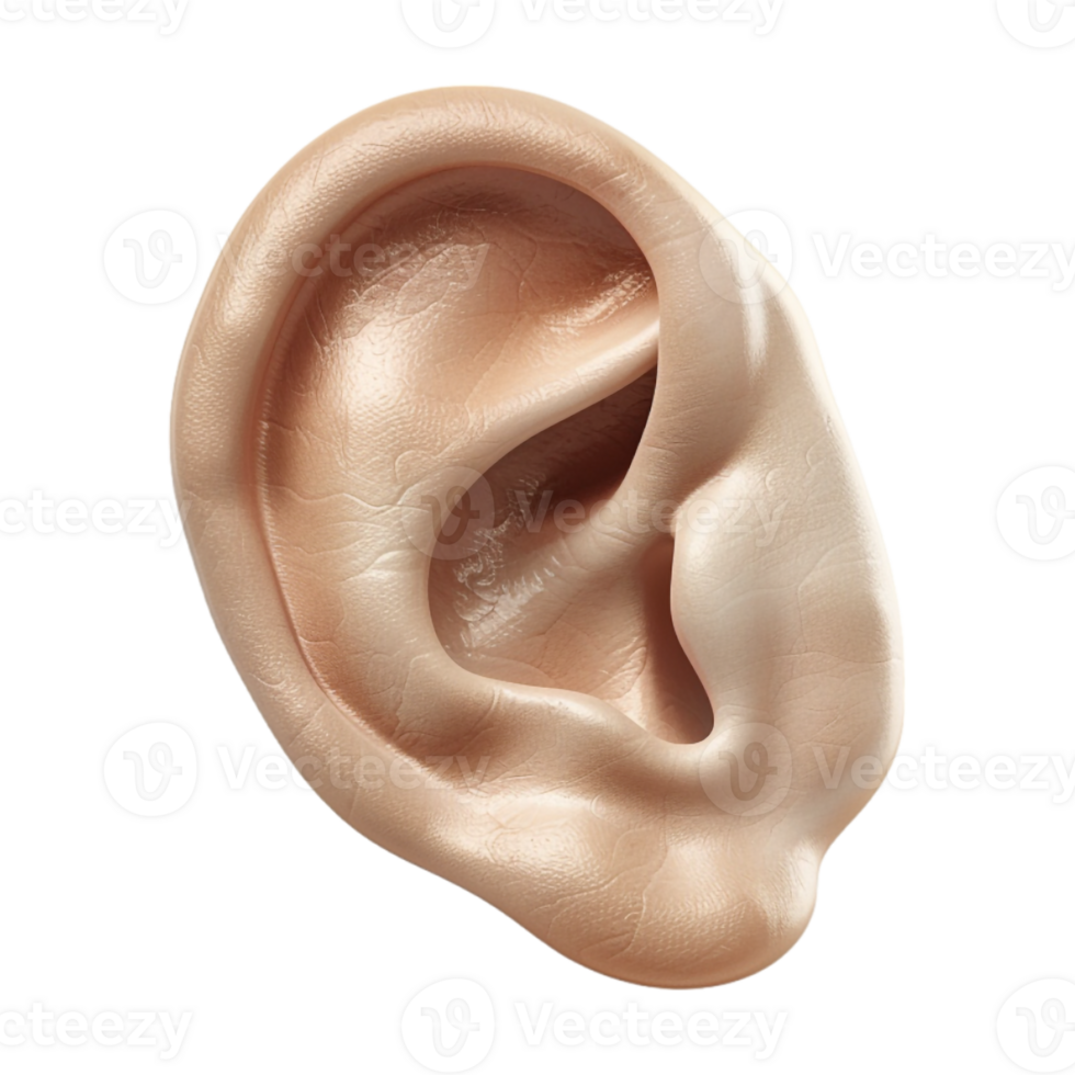 Human Ear on Transparent Background png