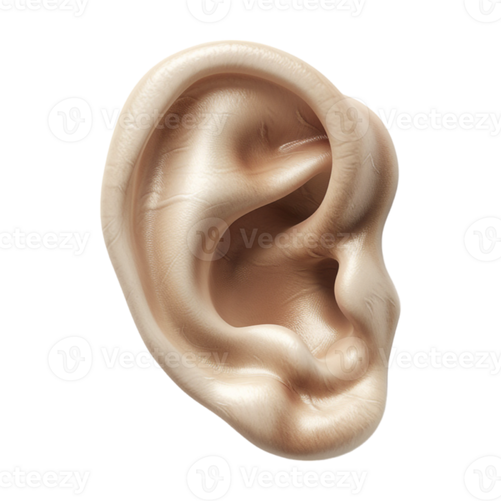Human Ear on Transparent Background png