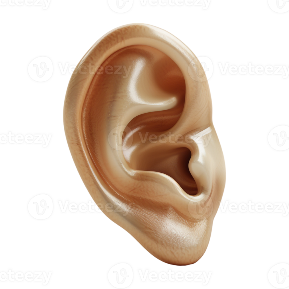 Human Ear on Transparent Background png
