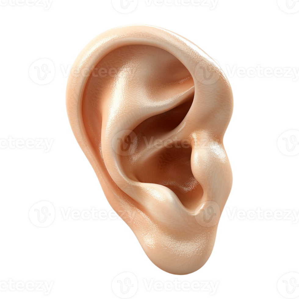 Human Ear on Transparent Background png