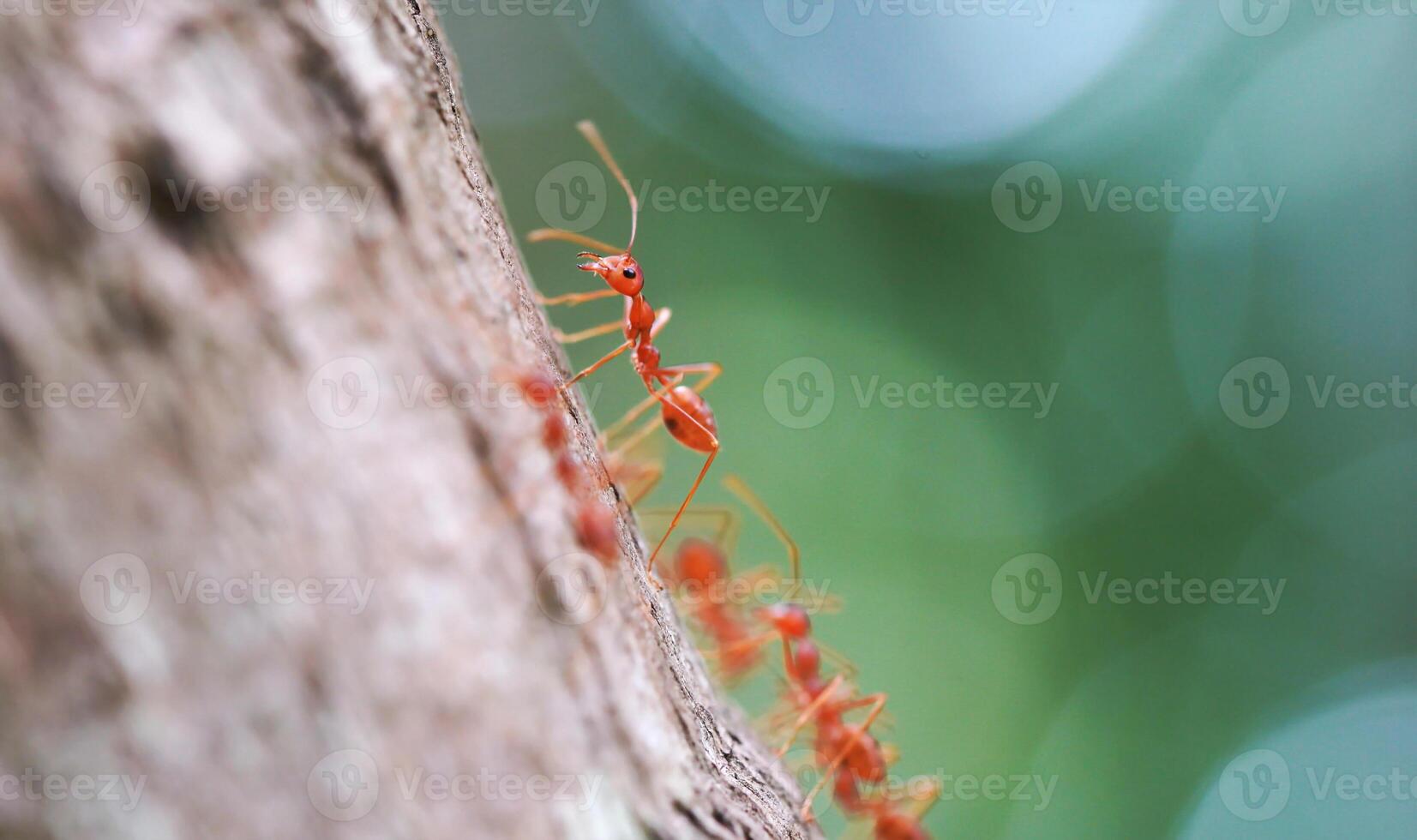 Ant in nature with macro photography photo