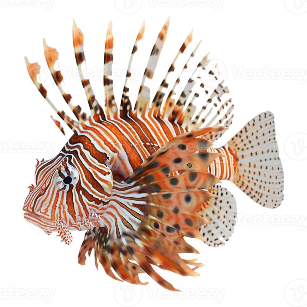 Red lionfish on Transparent Background png