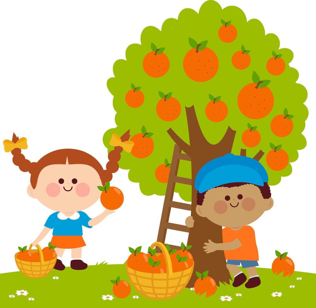 Two children, a boy and a girl picking oranges under an orange tree. Happy kids in the farm harvesting orange or tangerine fruits. vector
