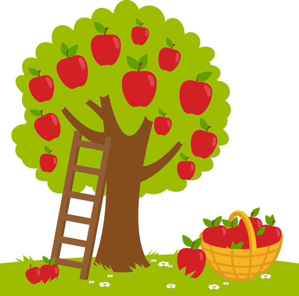 Apple tree in the garden, a ladder and a basket with harvested apples. Apple picking in the farm. vector