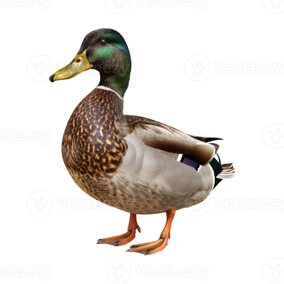 Mallard Duck on Transparent Background png