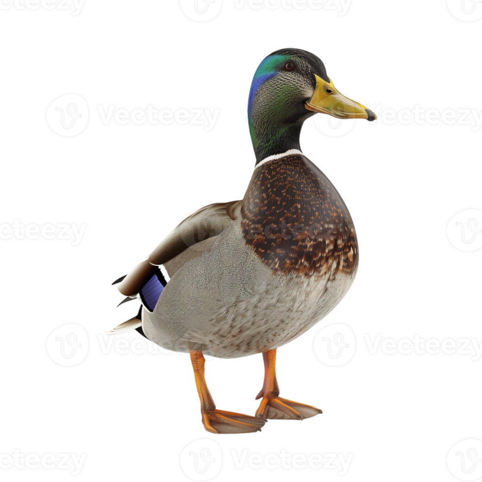 Mallard Duck on Transparent Background png