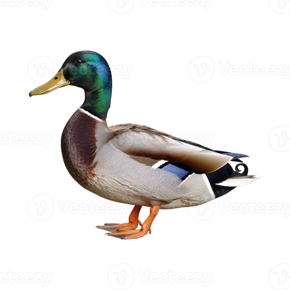 Mallard Duck on Transparent Background png