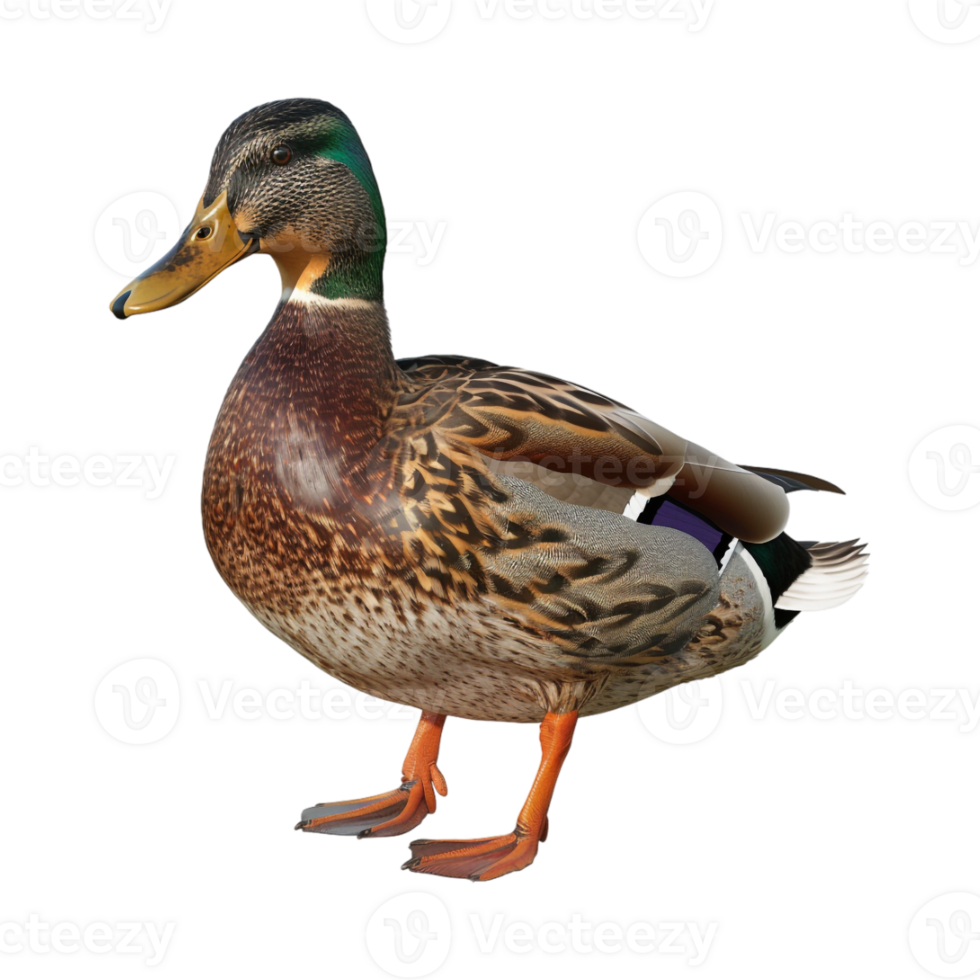 Mallard Duck on Transparent Background png
