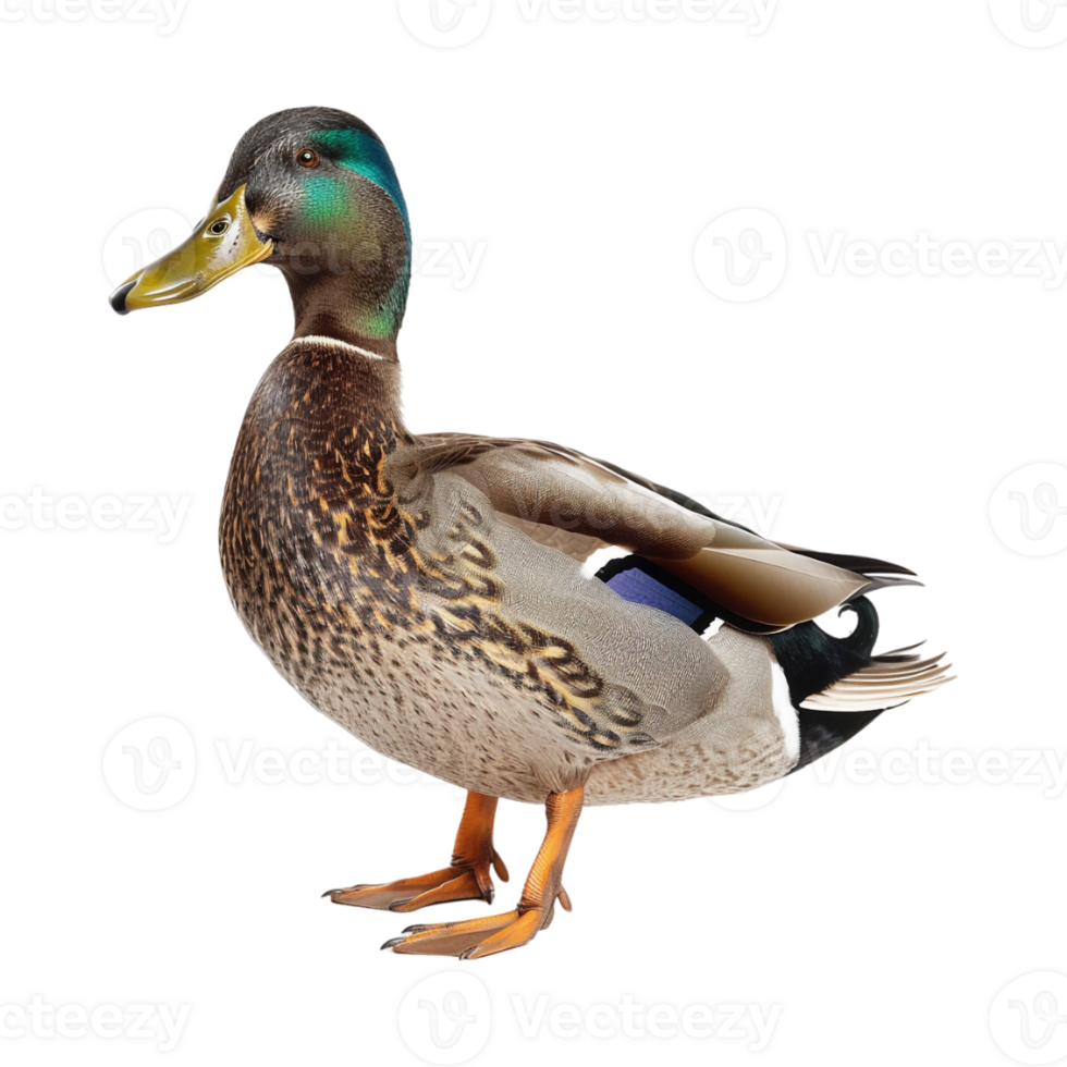 Mallard Duck on Transparent Background png