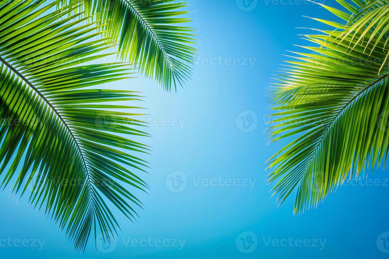 Palm trees onat the background of blue sky photo