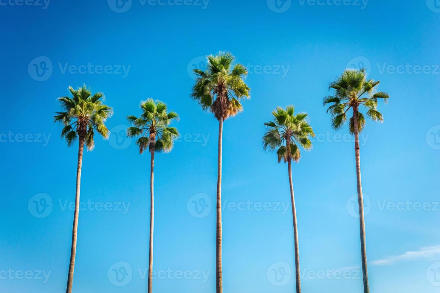 Palm trees onat the background of blue sky photo