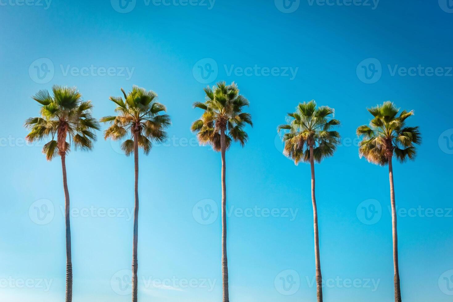 Palm trees onat the background of blue sky photo