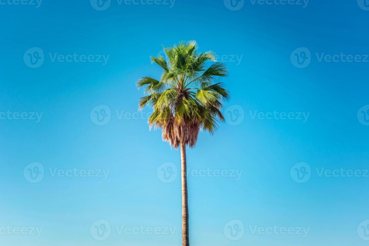 Palm trees at the background of blue sky photo