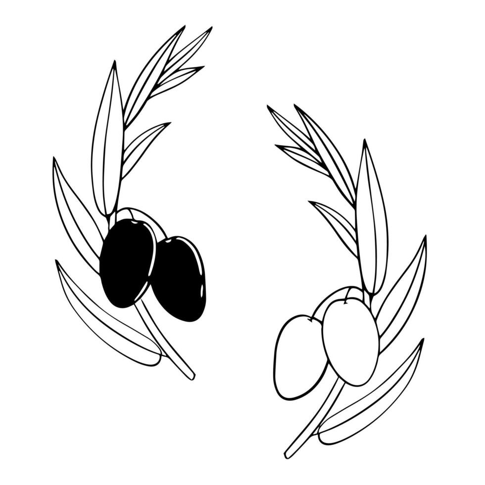 Hand drawn olive branch vector