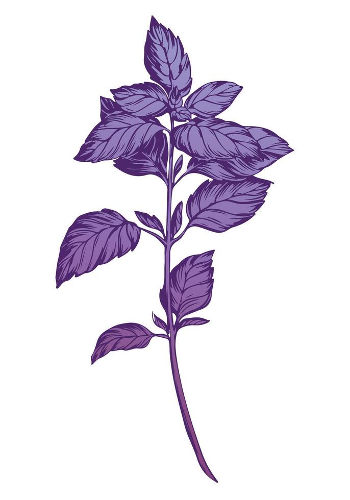 Purple basil isolated on white background. Basil spice illustration color engraving technique. Used for packaging, recipes, textiles, paper, food packaging, kitchen decor. vector