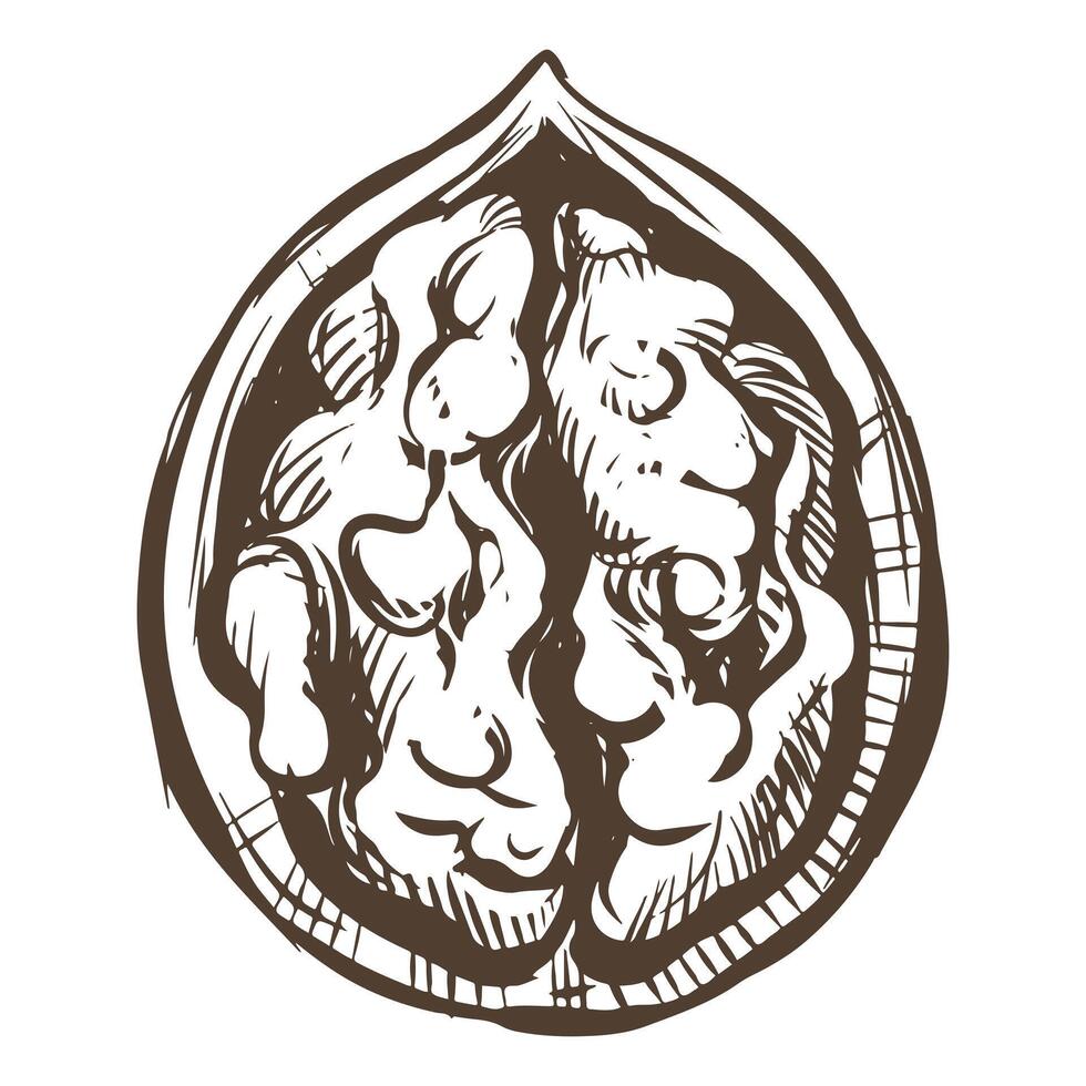 Hand-drawn sketch of walnuts illustration. Open walnut kernels and shells sketch icons. Fresh organic food. Vegetarian diet snack. Black and white nut pattern. Isolated on white background. vector