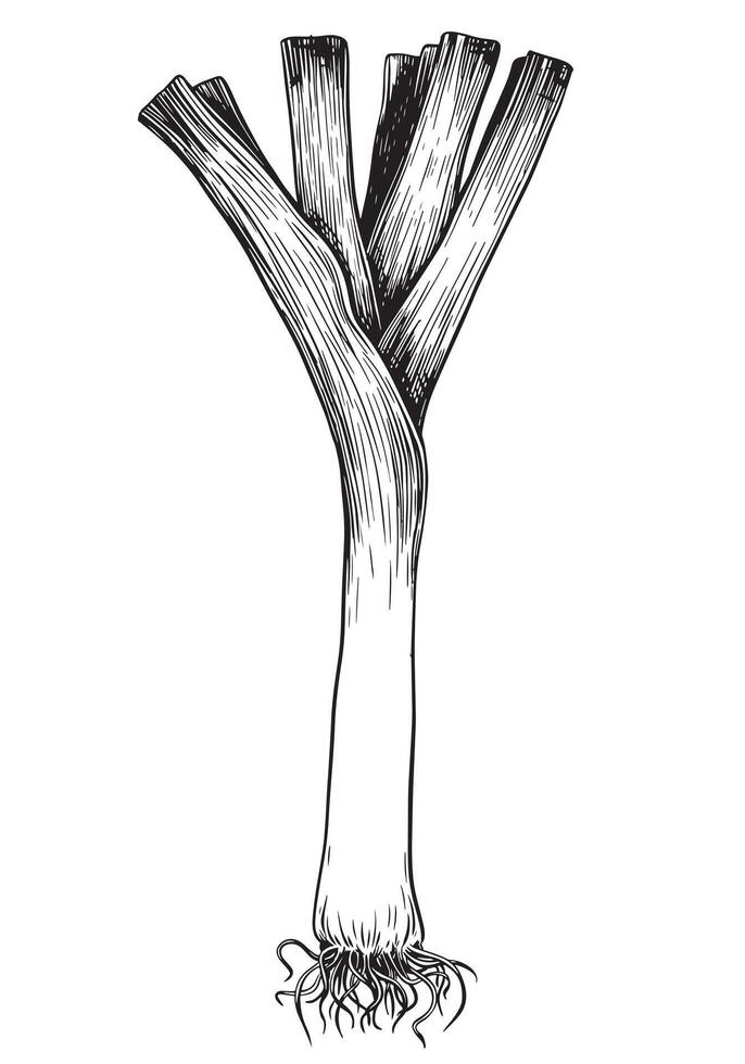 Leek in engraving technique. illustration isolated on white background. Green onion, ink linear sketch. vector
