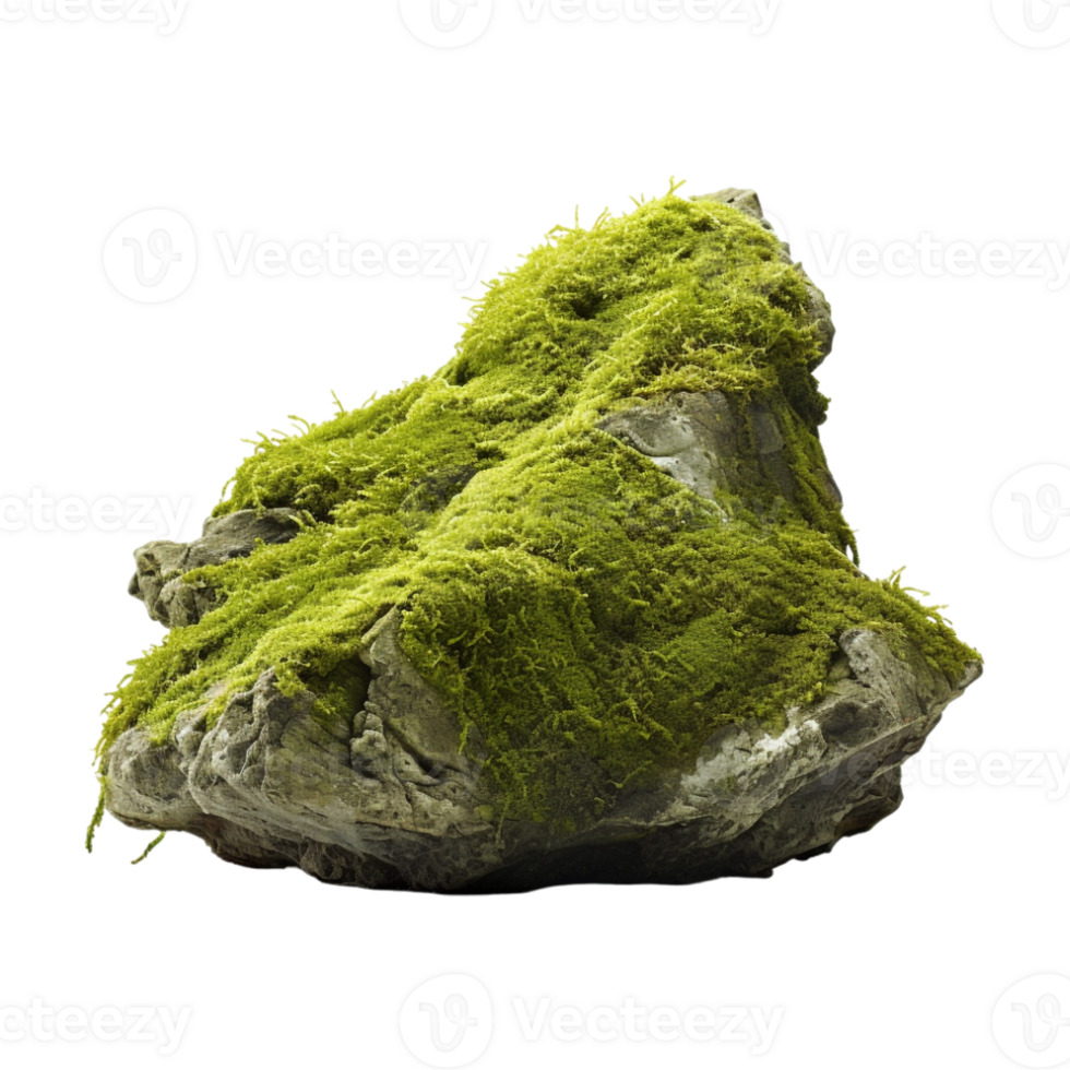 Tree Bark Moss Rock on Transparent Background png