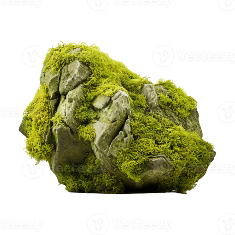 Tree Bark Moss Rock on Transparent Background png
