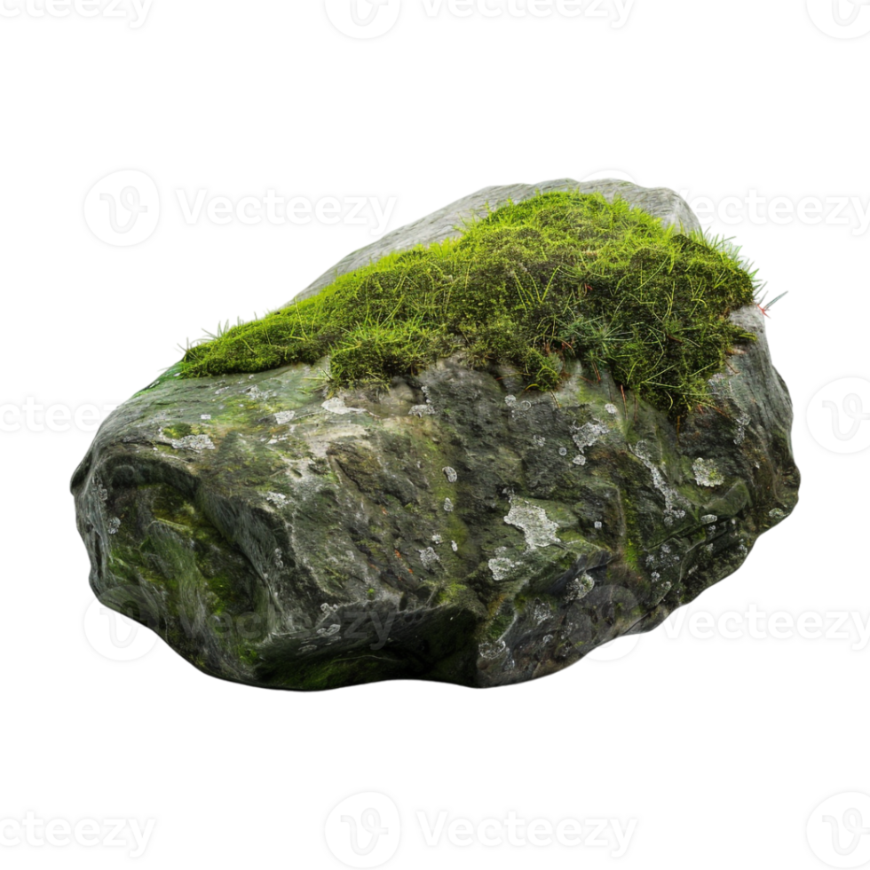Tree Bark Moss Rock on Transparent Background png